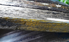 Chrysothrix xanthina