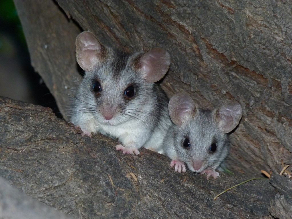 Black-Tailed Thallomys