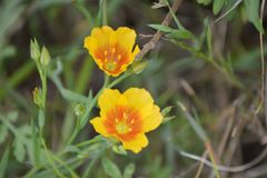 Linum hudsonioides