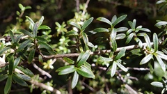 Coprosma pseudocuneata