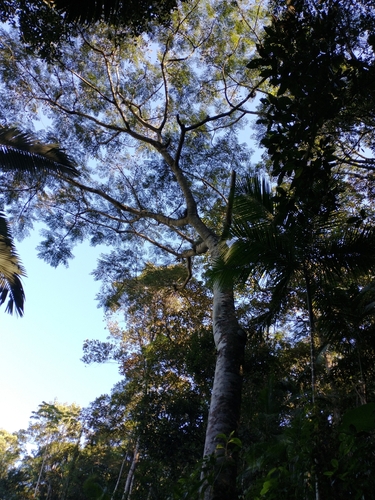 Schizolobium parahyba - Whole tree