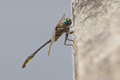 Phanogomphus australis
