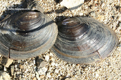 Sinanodonta schrenkii