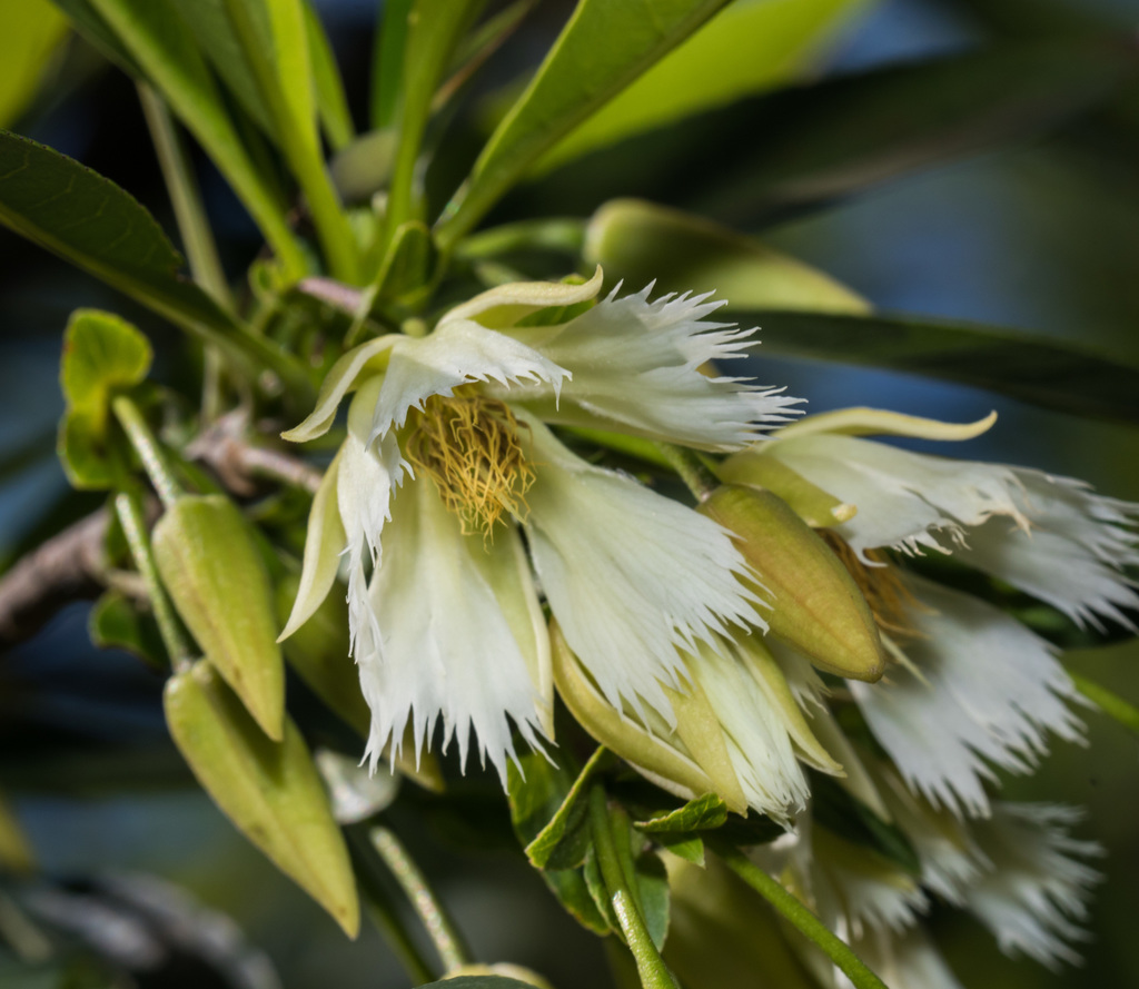 Woodsorrels, Quandongs, and Allies