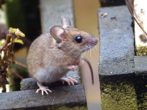 European Wood Mouse