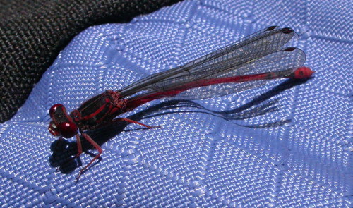 Kauai Mountain Damselfly (Megalagrion heterogamias), a species recorded in Hawaii