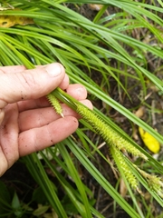 Carex forsteri