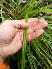 Carex forsteri