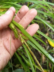 Carex forsteri