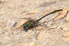 Phanogomphus australis