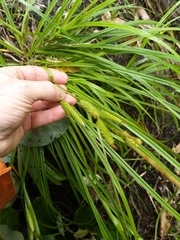 Carex forsteri