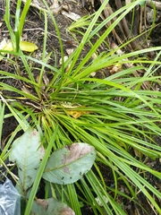 Carex forsteri