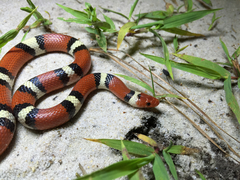 Lampropeltis elapsoides