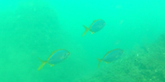 Caranx bartholomaei