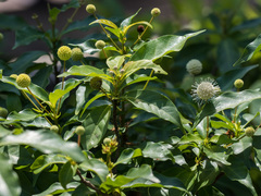 Cephalanthus