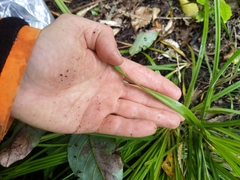 Carex forsteri
