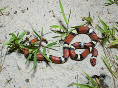 Lampropeltis elapsoides
