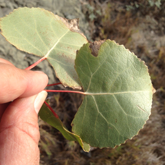 Populus fremontii fremontii