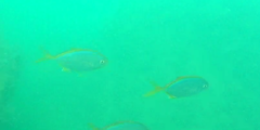 Caranx bartholomaei