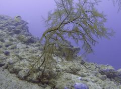 Oxycirrhites typus