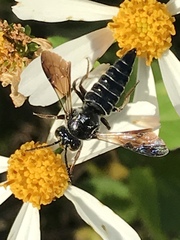 Coelioxys dolichos