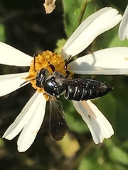 Coelioxys dolichos