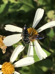 Coelioxys dolichos