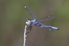 Libellula comanche