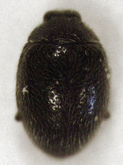 Stethorus bifidus