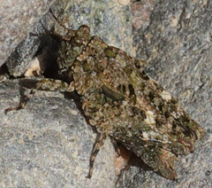 Tetrigoidea