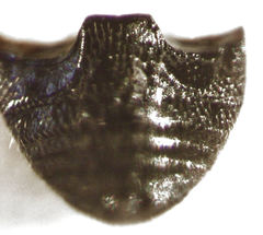 Stethorus bifidus