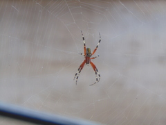 Neoscona oaxacensis