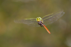 Anax longipes