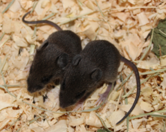 Taiwan Field Mouse photo 2