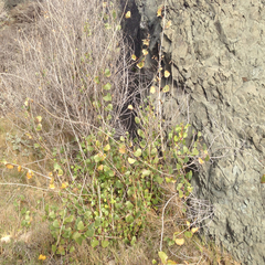 Populus fremontii fremontii