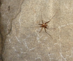 Hadenoecus subterraneus