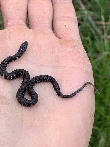 Kirtland's Snake
