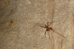 Hadenoecus subterraneus