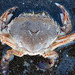 New Zealand Common Swimming Crab - Photo no rights reserved, uploaded by Peter de Lange