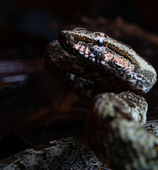 Serra Snake photo 2