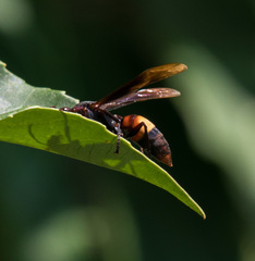 Polistes sagittarius