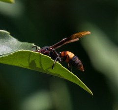 Polistes sagittarius