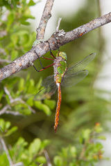 Anax longipes