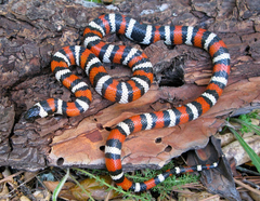 Lampropeltis