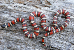 Lampropeltis zonata