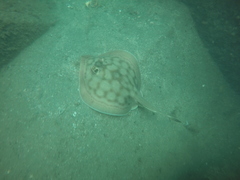 Urobatis concentricus