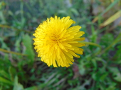 Taraxacum officinale
