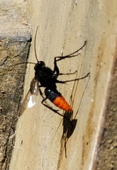 Tachypompilus analis