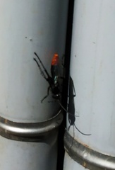 Tachypompilus analis