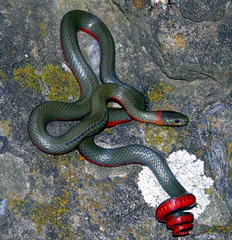 Diadophis punctatus vandenburgii